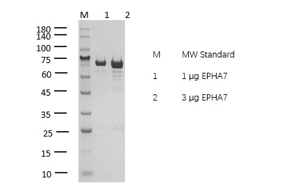 EPHA7 Protein
