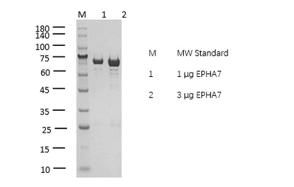 EPHA7 Protein