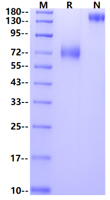 CD44/CDw44/ECMR-III Fc Chimera Protein, Human