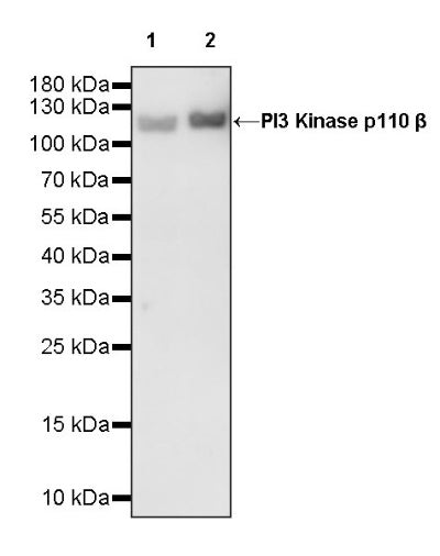 PI3 Kinase p110β Recombinant Rabbit mAb (S-1193-115)