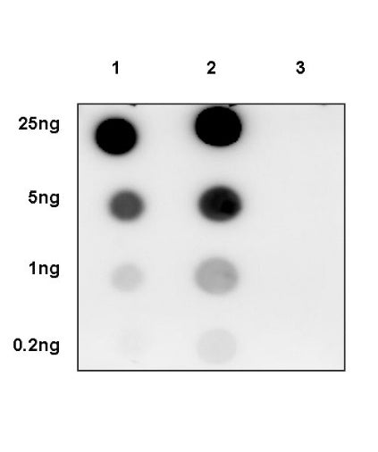 Tau (phospho S396) Recombinant Rabbit mAb (S-1016-38)