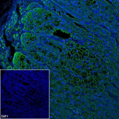 FDX1 Recombinant Rabbit mAb (S-3587-58)