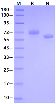 AFP Protein, Human