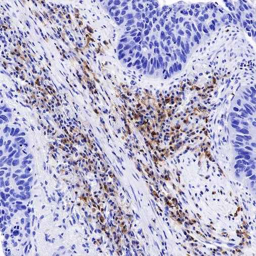 CD27 Mouse mAb (S-568-1)