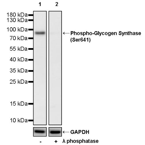 Phospho-Glycogen Synthase (Ser641) Rabbit Polyclonal Antibody