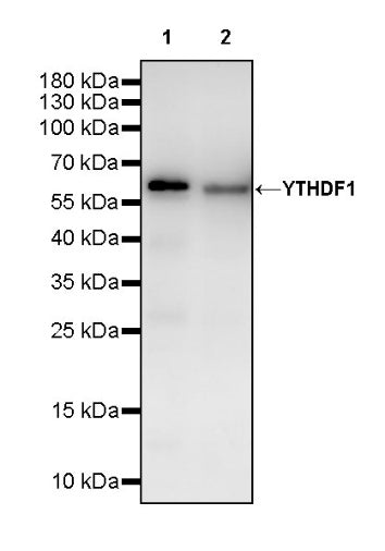 YTHDF1 Recombinant Rabbit mAb (S-3433-13)