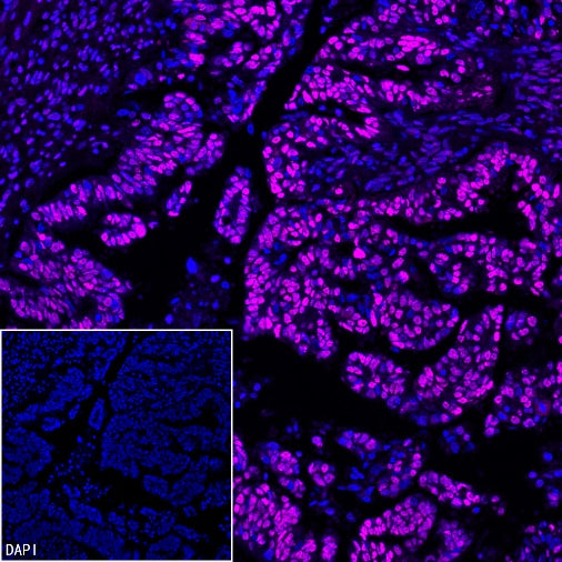 HSF1 Recombinant Rabbit mAb (S-3139-44)
