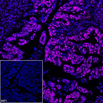 HSF1 Recombinant Rabbit mAb (S-3139-44)