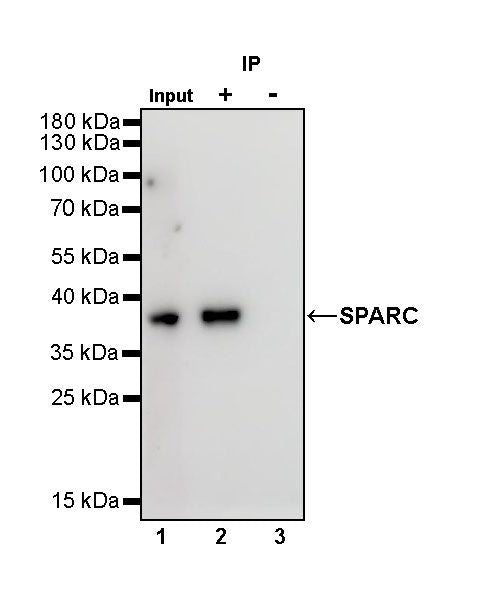 Rabbit mAb IgG Isotype Control (S-240-1)