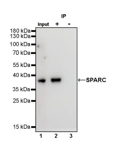 Rabbit mAb IgG Isotype Control (S-240-1)