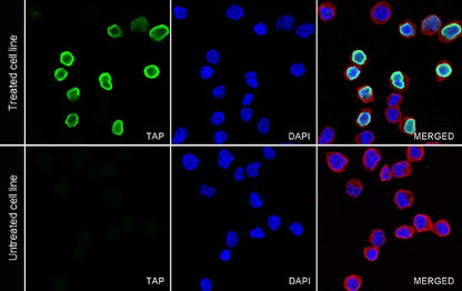 CBP Tag Recombinant Rabbit mAb (S-912-14)