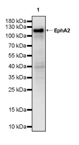 EphA2 Recombinant Rabbit mAb (S-2978-41)