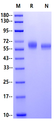 SerpinC1/Antithrombin III His Tag Protein, Mouse