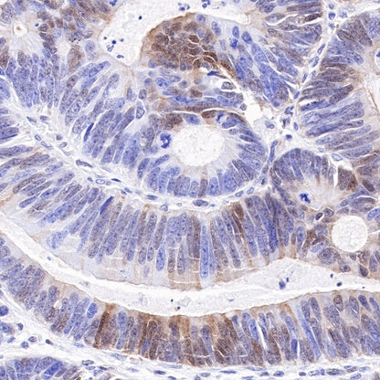 p27 Recombinant Rabbit mAb (SDT-R350)