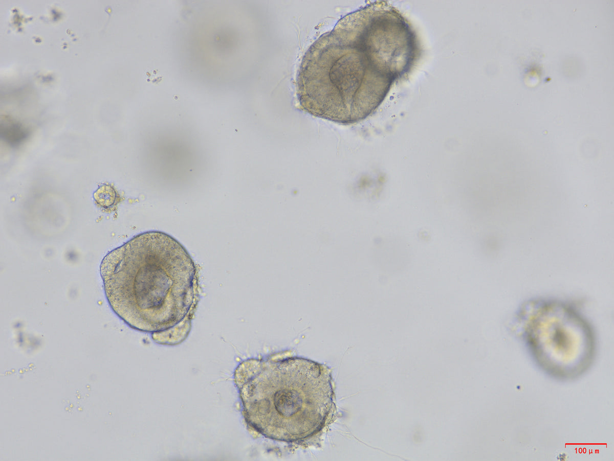 EGF Protein, Human