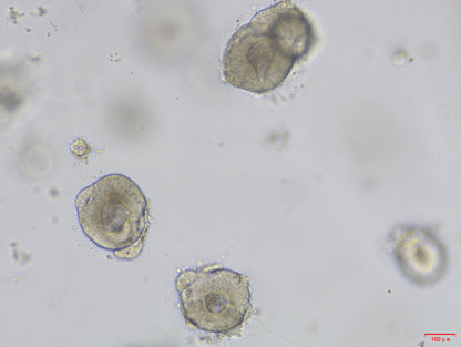 EGF Protein, Human