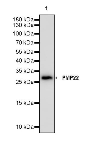 PMP22 Recombinant Rabbit mAb (S-754-145)