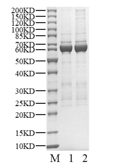 CDK9 Protein