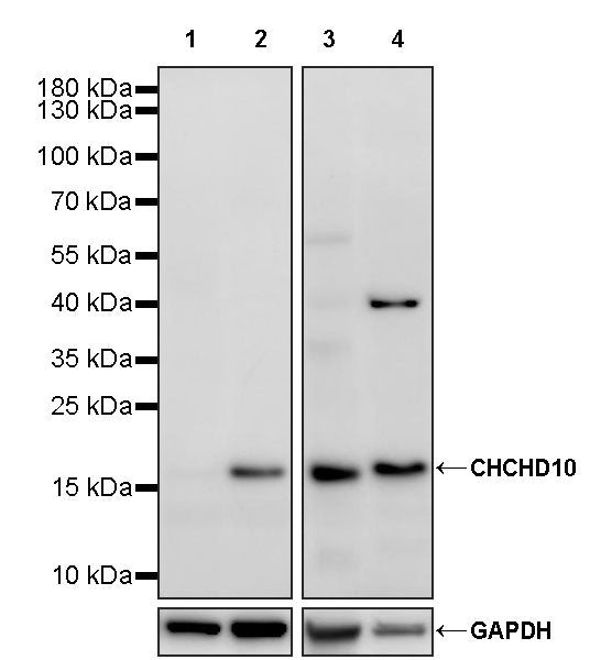 CHCHD10 Recombinant Rabbit mAb (S-4106-13)