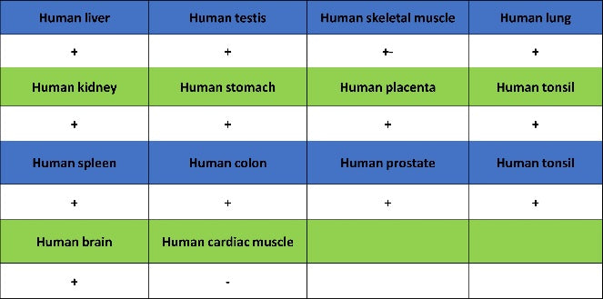 PI3 Kinase p85 beta Recombinant Rabbit mAb (S-1058-266)