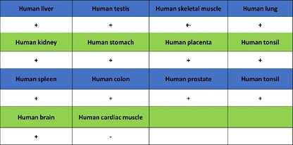 PI3 Kinase p85 beta Recombinant Rabbit mAb (S-1058-266)