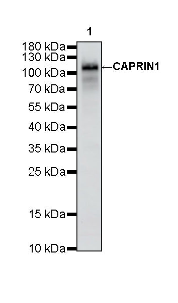 CAPRIN1 Mouse mAb