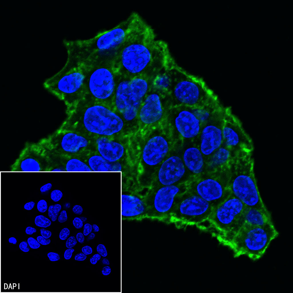 β-actin Rabbit mAb (SDT-R015)