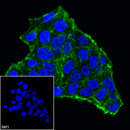 β-actin Rabbit mAb (SDT-R015)
