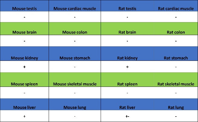 Prohibitin Recombinant Rabbit mAb (S-2679-7)