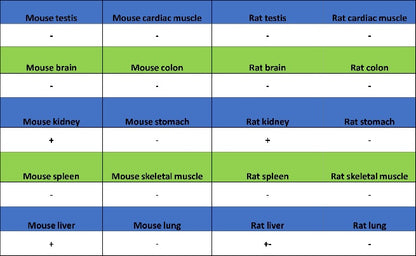 Prohibitin Recombinant Rabbit mAb (S-2679-7)