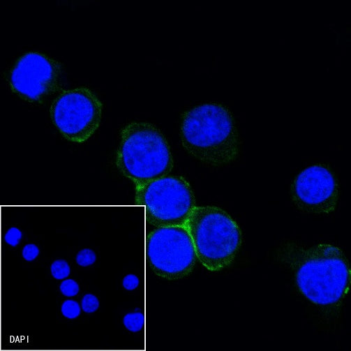CD31 Mouse mAb (S-934-6)