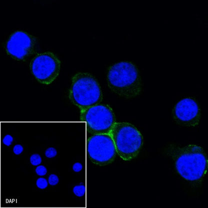 CD31 Mouse mAb (S-934-6)