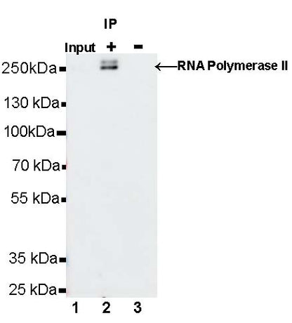 RNA Polymerase II Recombinant Rabbit mAb (S-969-102)