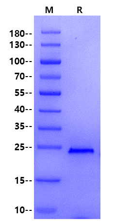 KRAS(G12C) His Tag Protein, Human