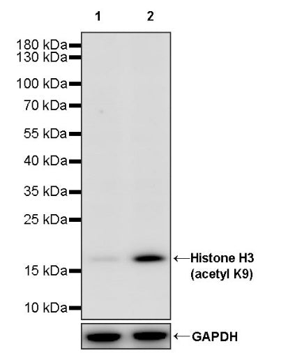 Histone H3 (acetyl K9) Recombinant Rabbit mAb (S-1704-76)