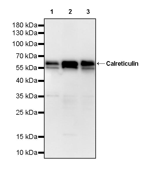 Calreticulin Recombinant Rabbit mAb (S-3920-39)
