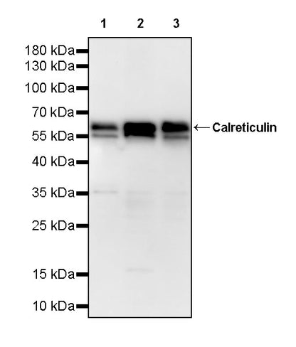 Calreticulin Recombinant Rabbit mAb (S-3920-39)