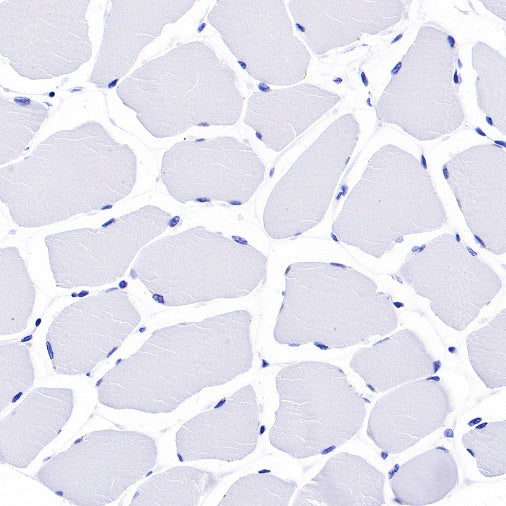 MUC2 Recombinant Rabbit mAb (SDT-345-9)