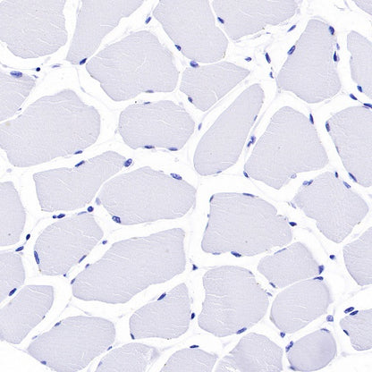 MUC2 Recombinant Rabbit mAb (SDT-345-9)