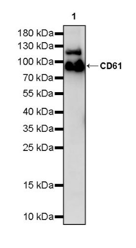 CD61 Recombinant Rabbit mAb (S-2515-6)