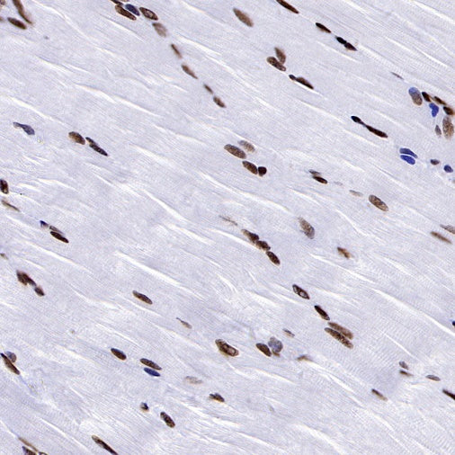 NRF1 Recombinant Rabbit mAb (S-2409-103)