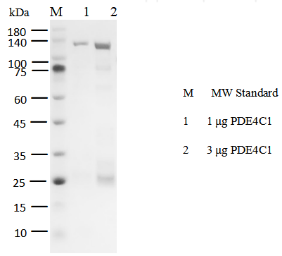 PDE4C1 GST&Flag Tag Protein, Human