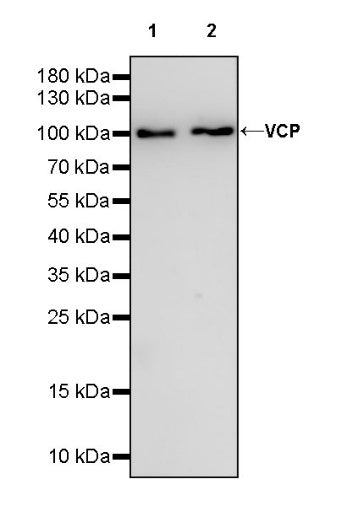 VCP Recombinant Rabbit mAb (S-1818-121)
