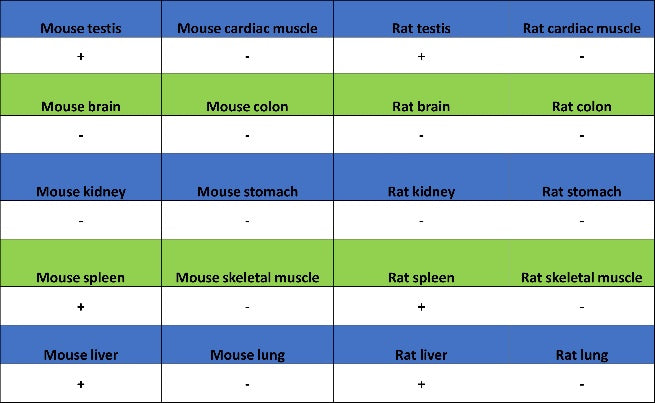 Phospho-gamma H2A.X (Ser139) Recombinant Rabbit mAb (S-981-56)