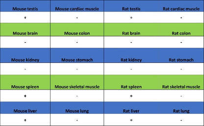 Phospho-gamma H2A.X (Ser139) Recombinant Rabbit mAb (S-981-56)