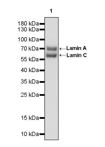 Lamin A/C Recombinant Rabbit mAb (S-950-164)