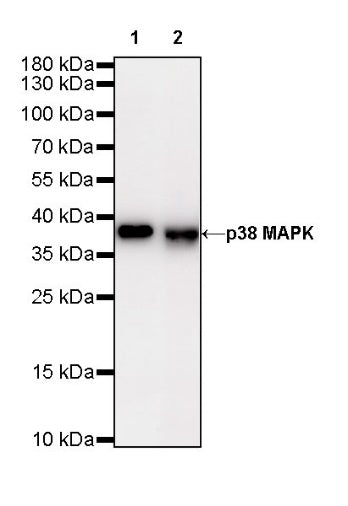 p38 MAPK Recombinant Rabbit mAb (S-508-19)