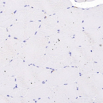 Sialoadhesin/CD169 Recombinant Rabbit mAb (SDT-3228-8)