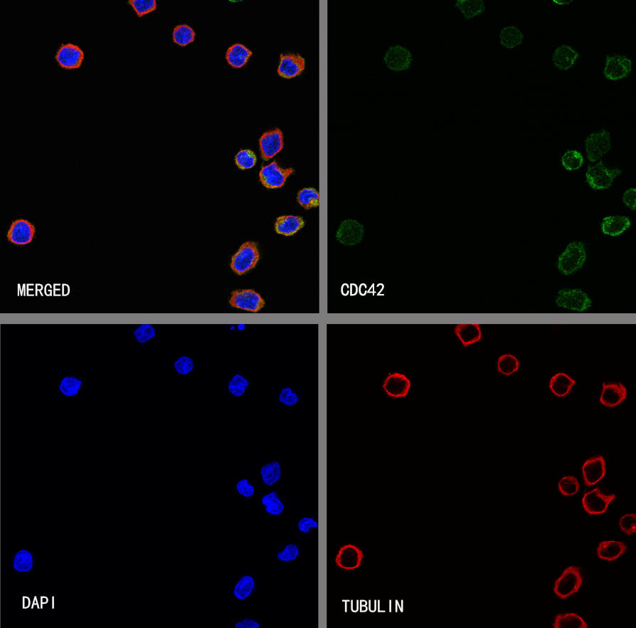 CDC42 Recombinant Rabbit mAb (S-6126)