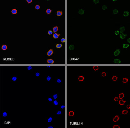 CDC42 Recombinant Rabbit mAb (S-6126)